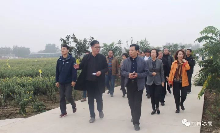 云臺冰菊基地發(fā)生了什么？一批批領(lǐng)導(dǎo)專家團隊前來！