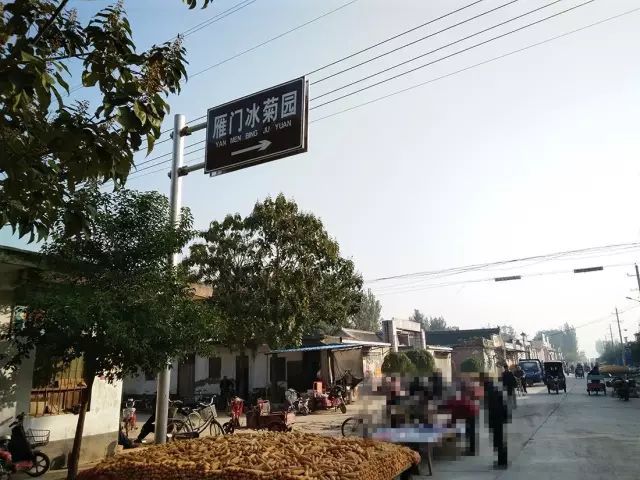 如何找到云臺冰菊？怎樣找到云臺冰菊？